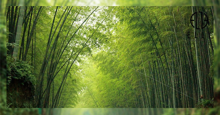 kinh-mat-nu-thoi-trang-cao-cap-Elly-Ek61-(14)