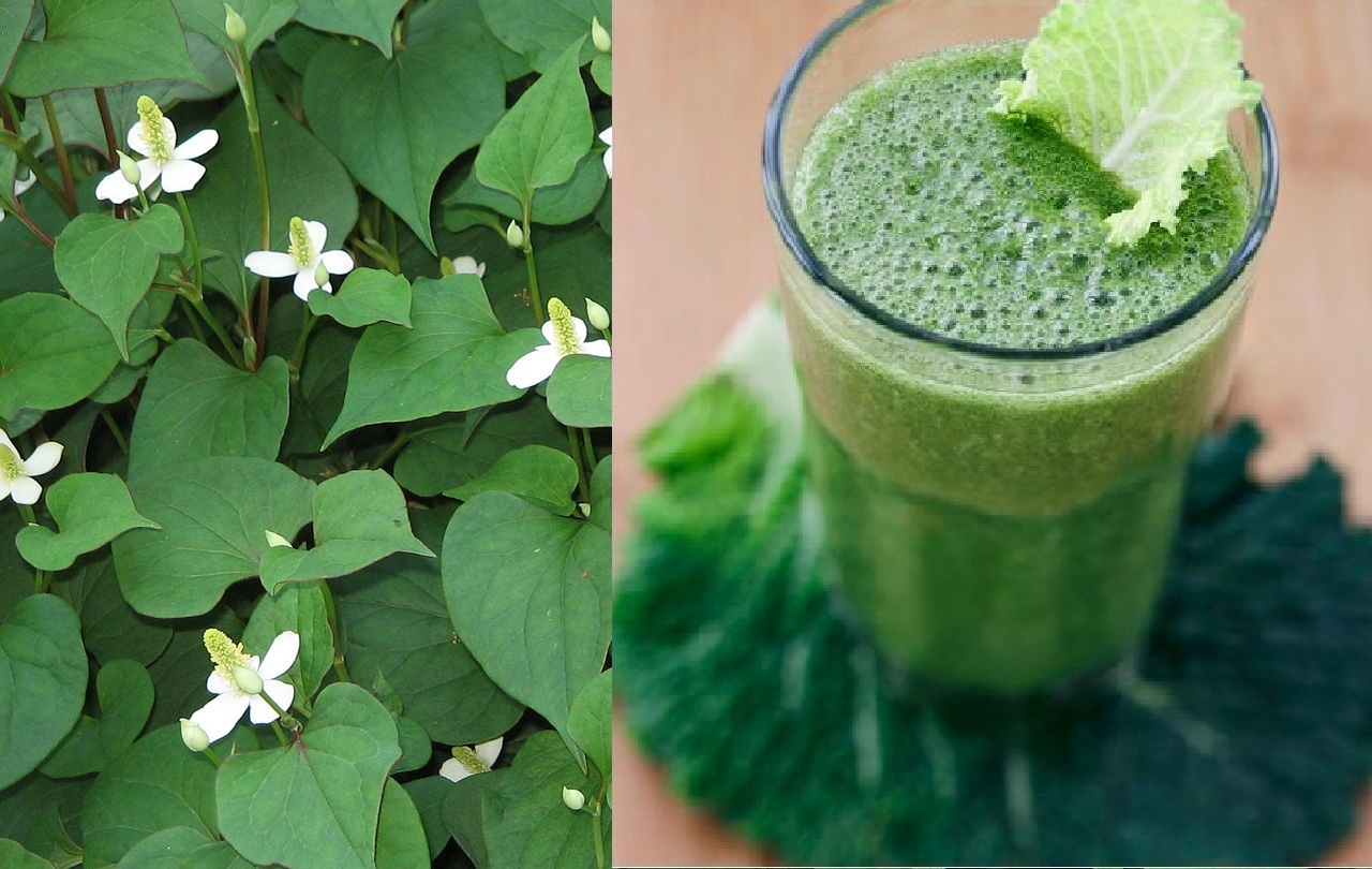 5 cach uong nuoc rau diep ca giup nang dep da khoe manh 1