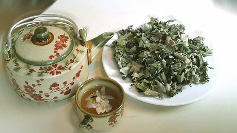 uong nuoc la voi co tac dung giam can khong phan 2 1