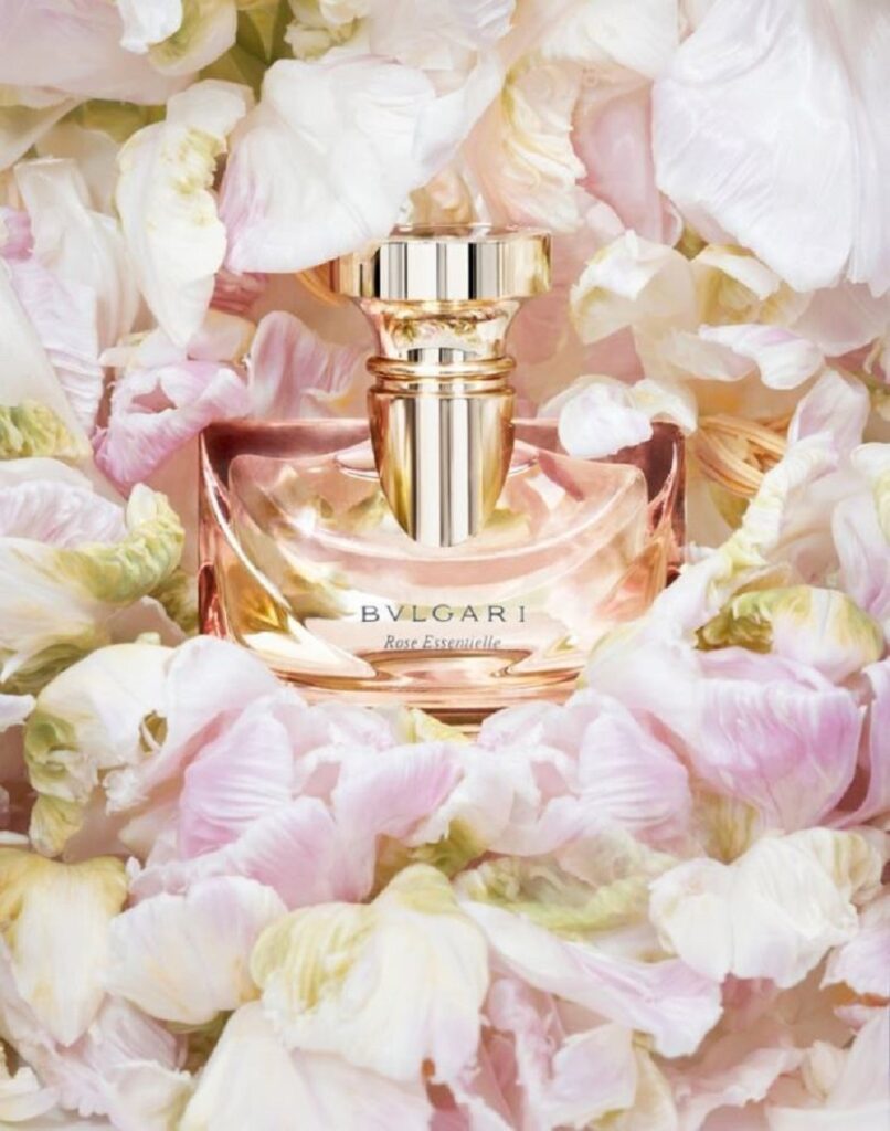 Splen dida Ro se Ro se