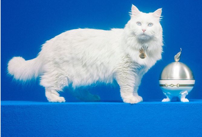 nhung dieu thu vi ve san pham danh cho thu cung cua nhung ong lon nganh thoi trang.4