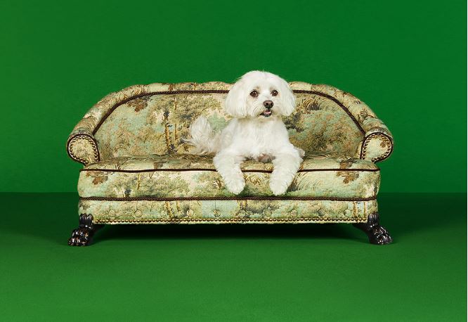 nhung dieu thu vi ve san pham danh cho thu cung cua nhung ong lon nganh thoi trang.2