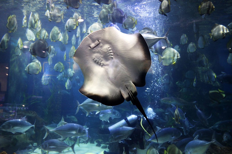 nhung dia diem di choi noel o ha noi 2023.2